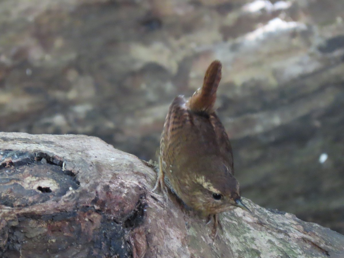 Pacific Wren - ML210683391