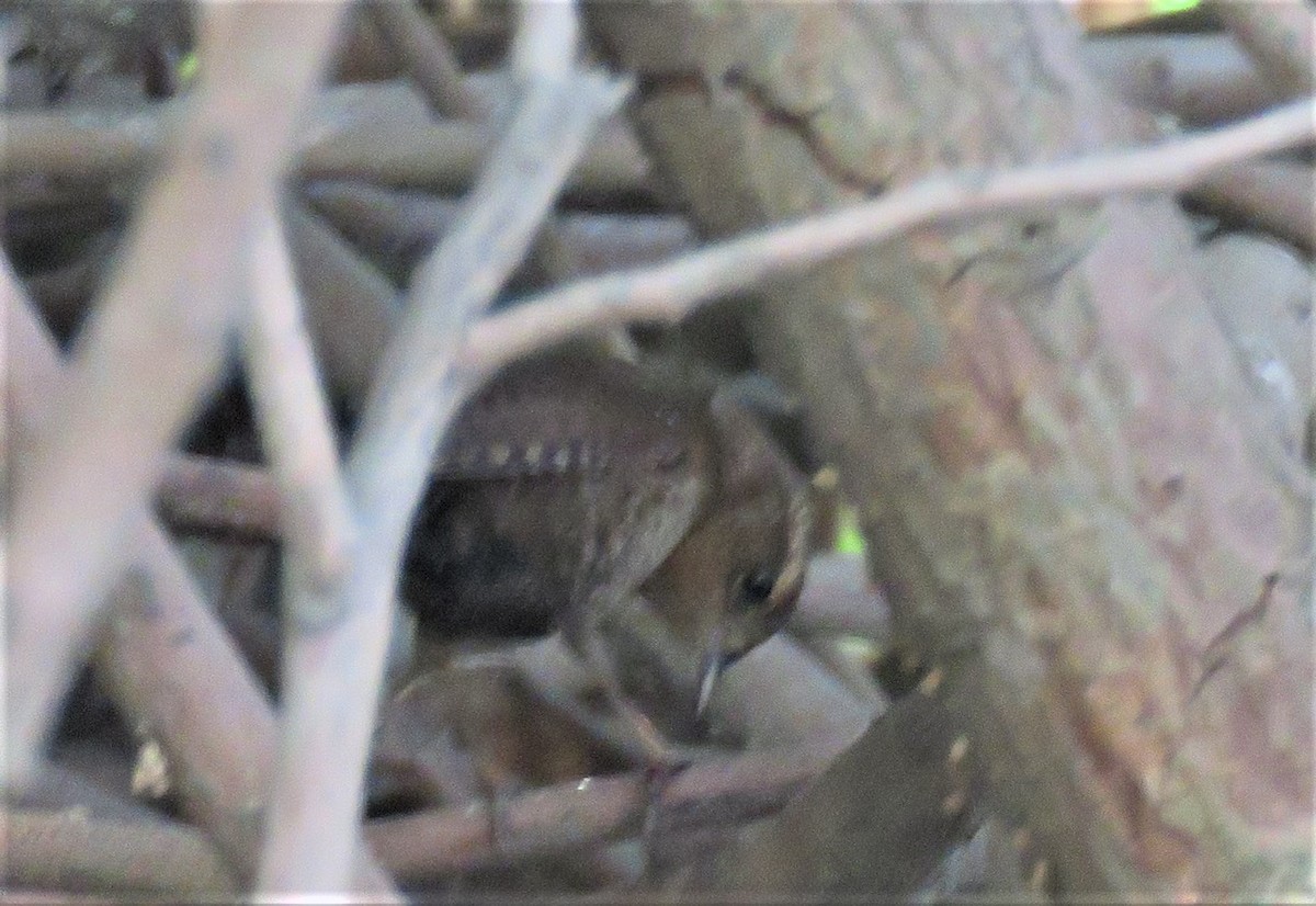 Pacific Wren - ML210683451