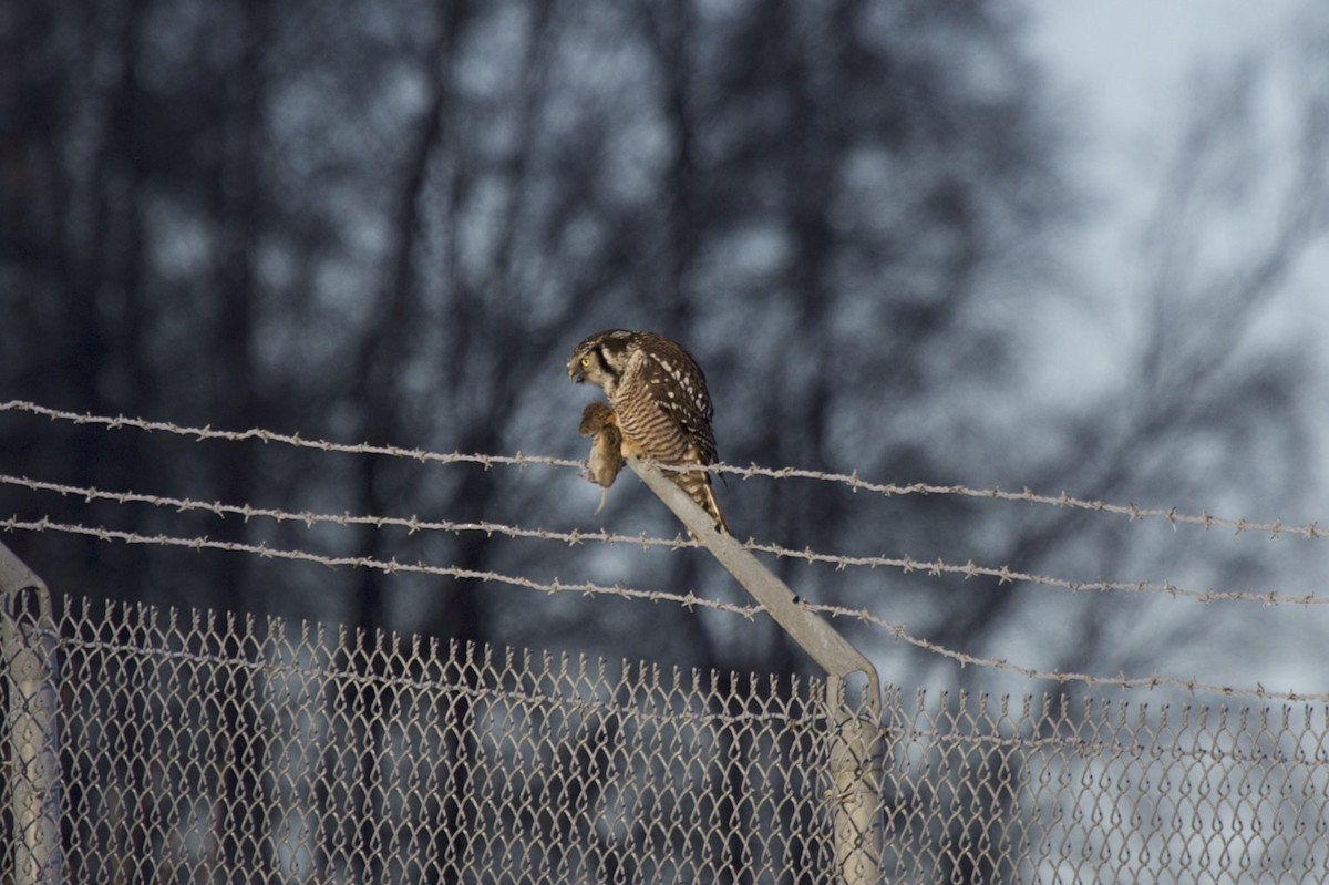 Northern Hawk Owl - Enric Fernandez