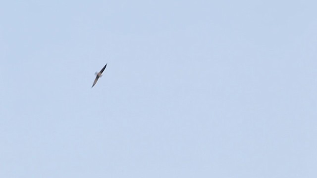 White-nest Swiftlet (Germain's) - ML210687411
