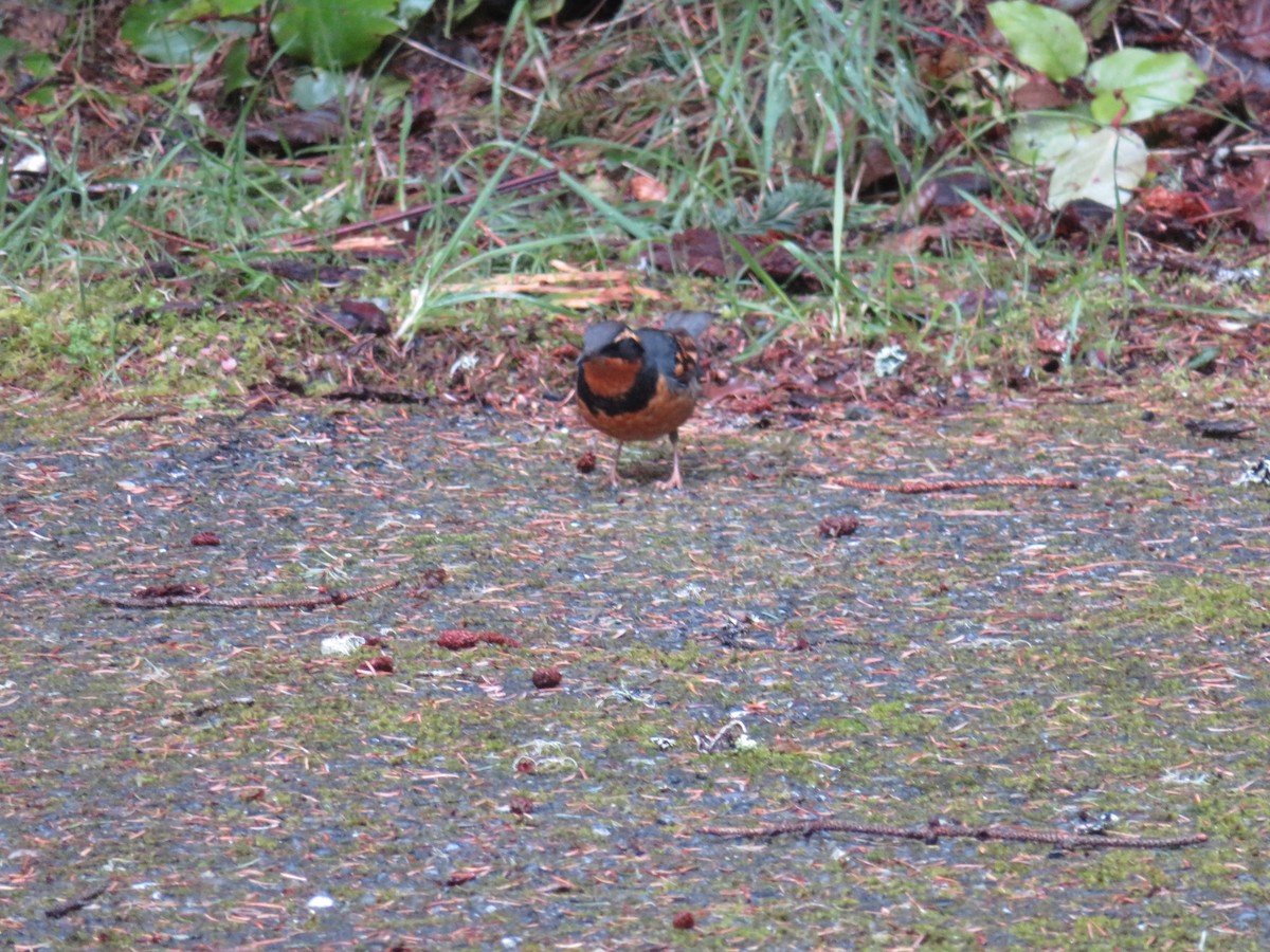 Varied Thrush - ML210687541