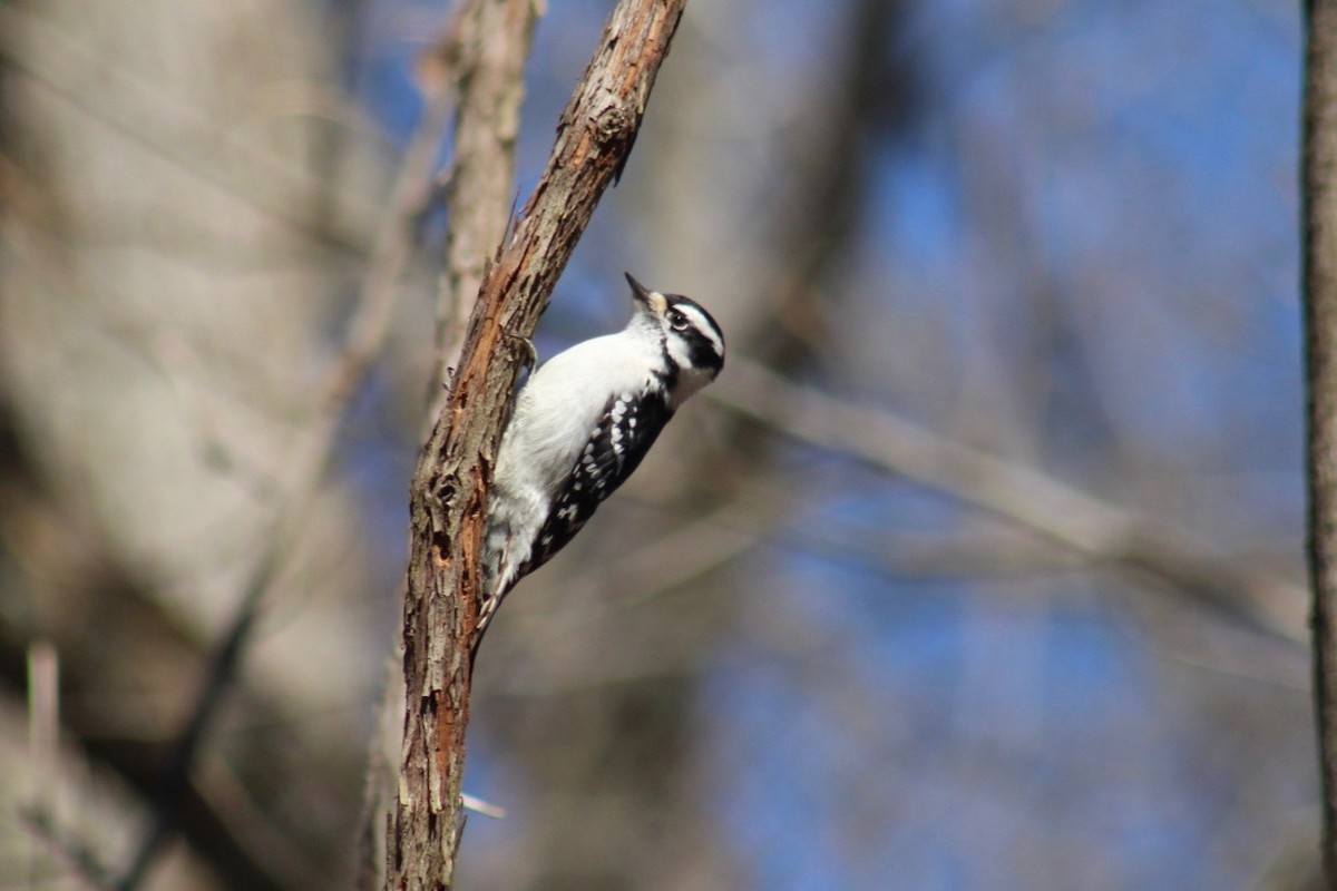 Downy Woodpecker (Eastern) - Wyatt Flood