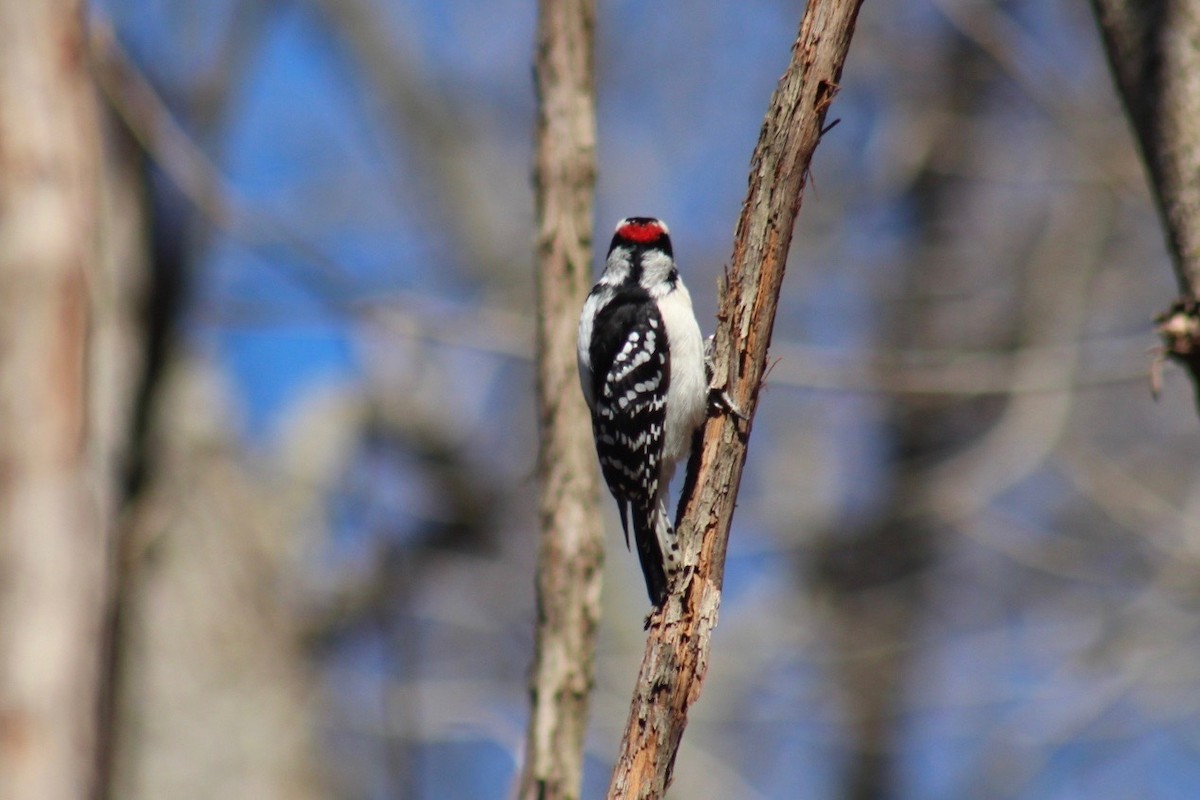 Downy Woodpecker (Eastern) - Wyatt Flood