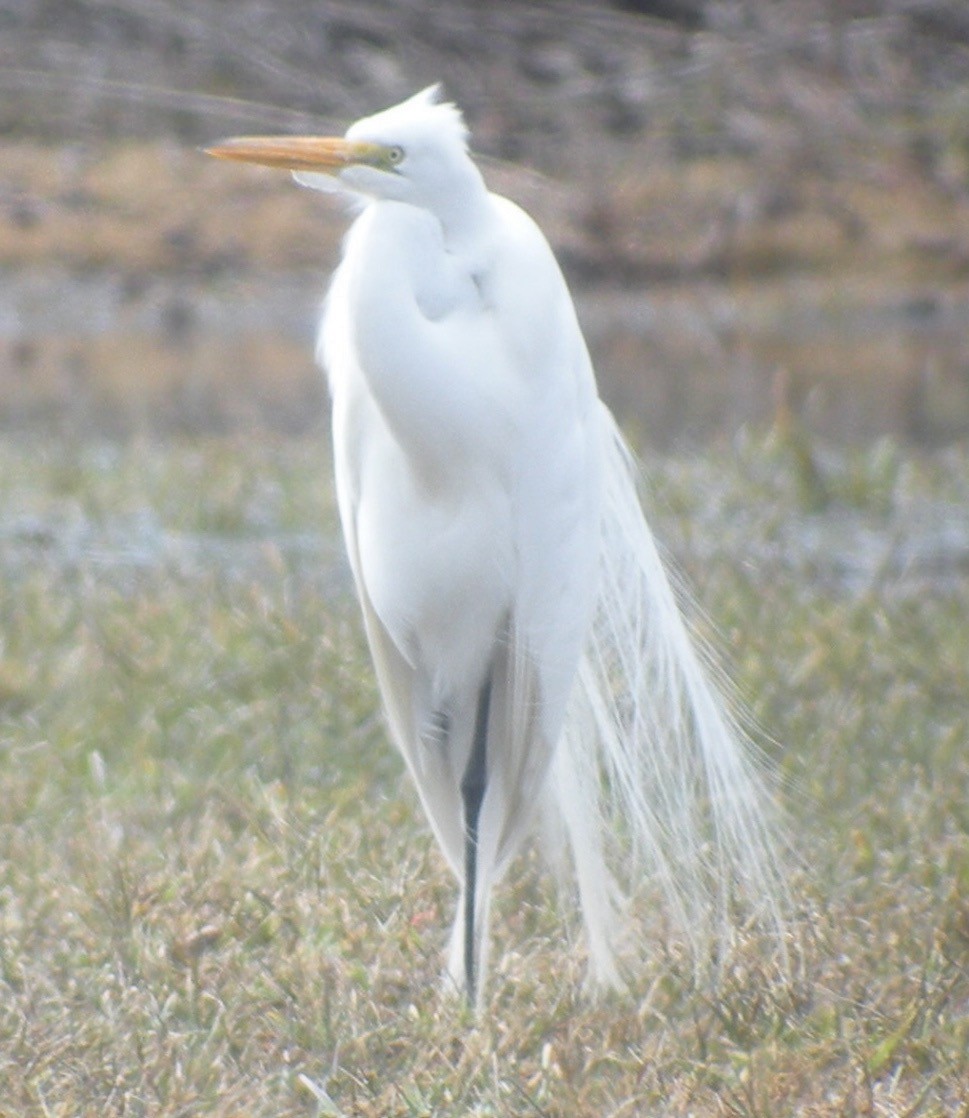 Great Egret - ML21068951