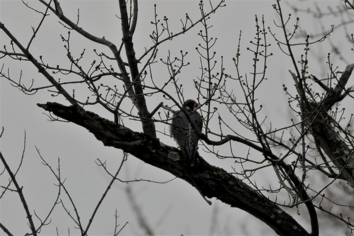 Peregrine Falcon - ML210690611