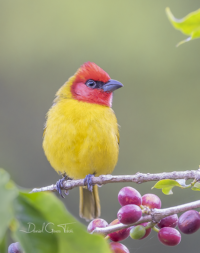 Red-headed Tanager - Daniel  Garza Tobón