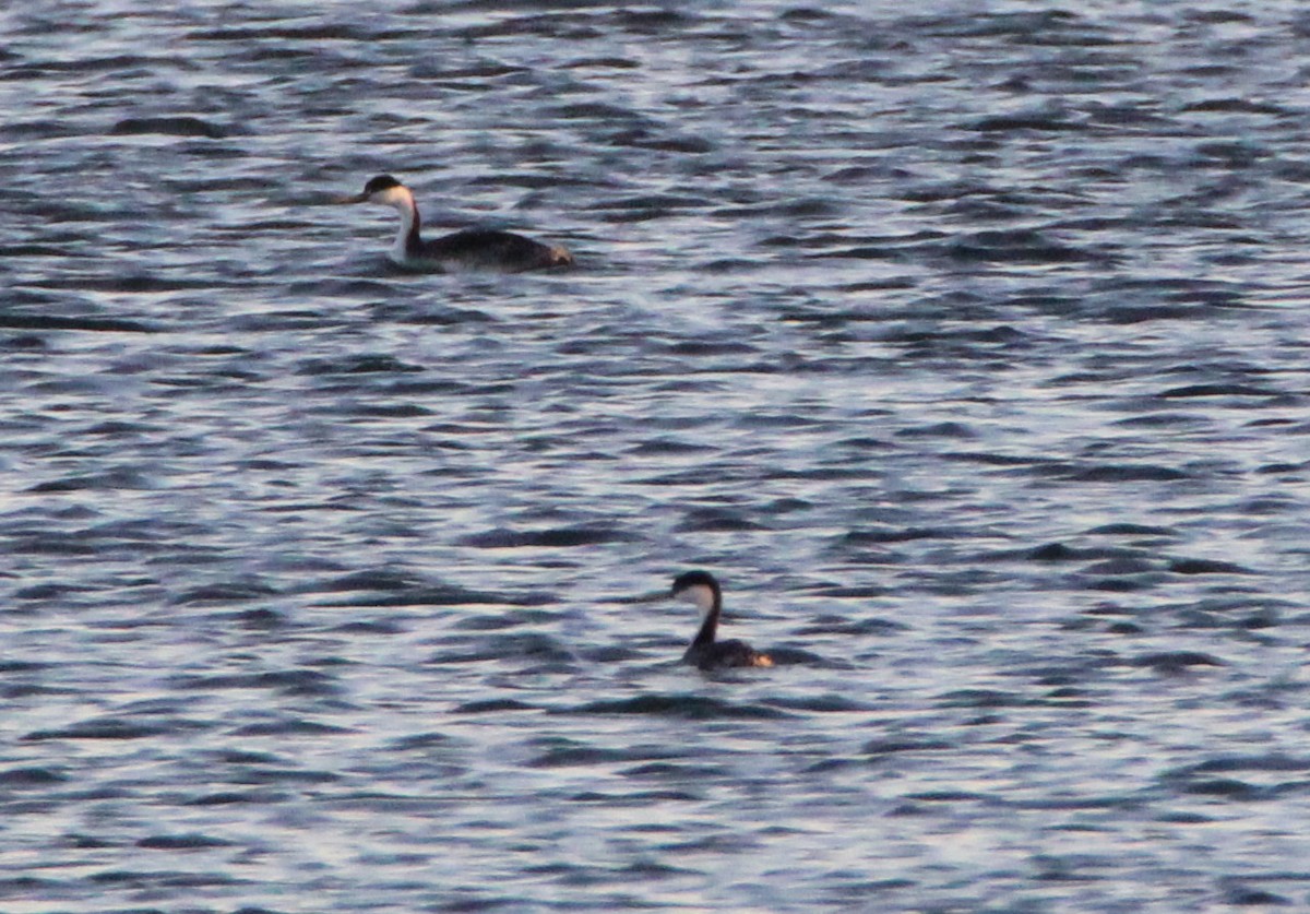 Western Grebe - ML21069411