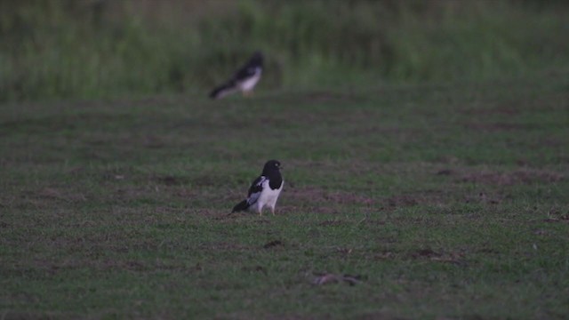 Pied Harrier - ML210694141