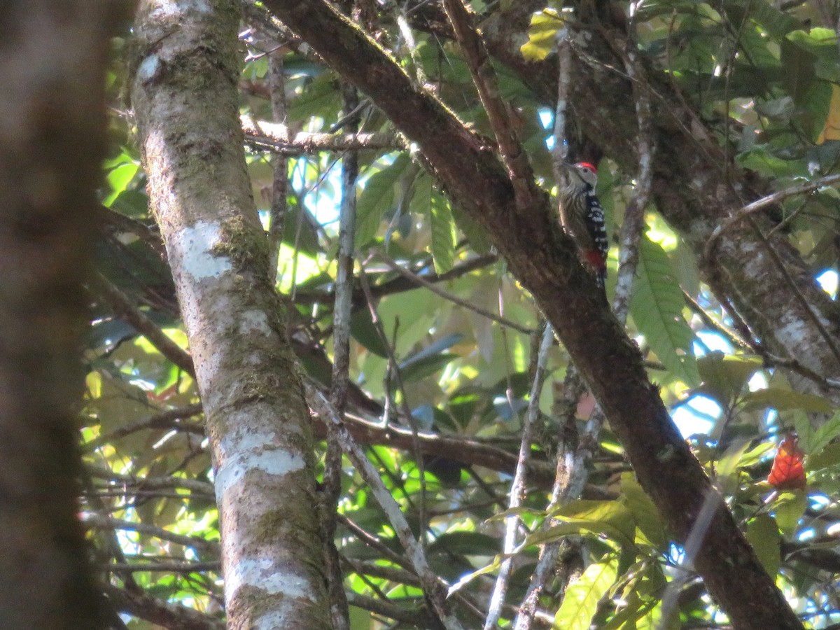 Stripe-breasted Woodpecker - ML210694621
