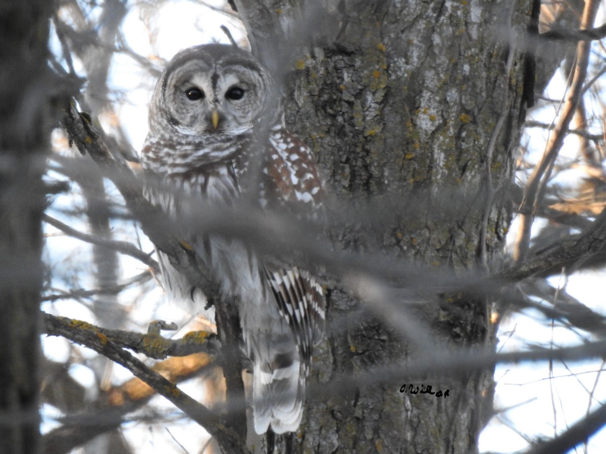 Barred Owl - ML210694701