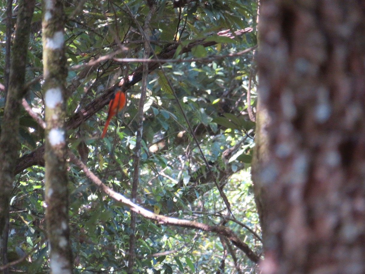 Gray-chinned Minivet - ML210694711