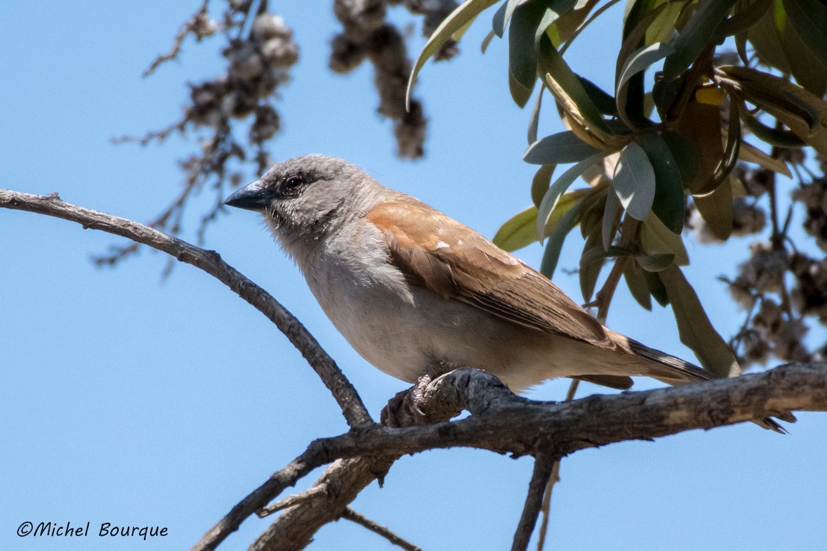 Northern Gray-headed Sparrow - Michel Bourque