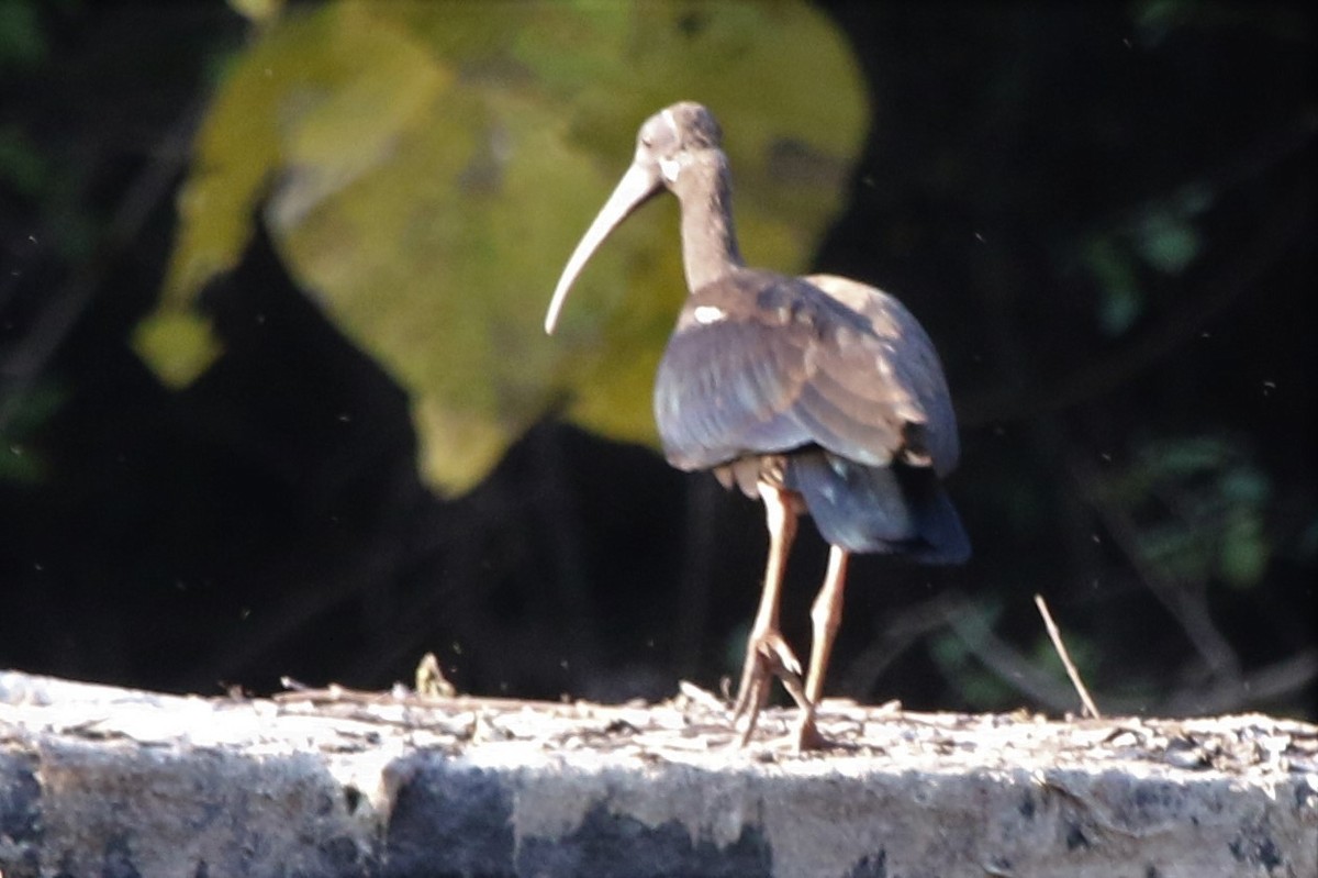 Red-naped Ibis - ML210695361