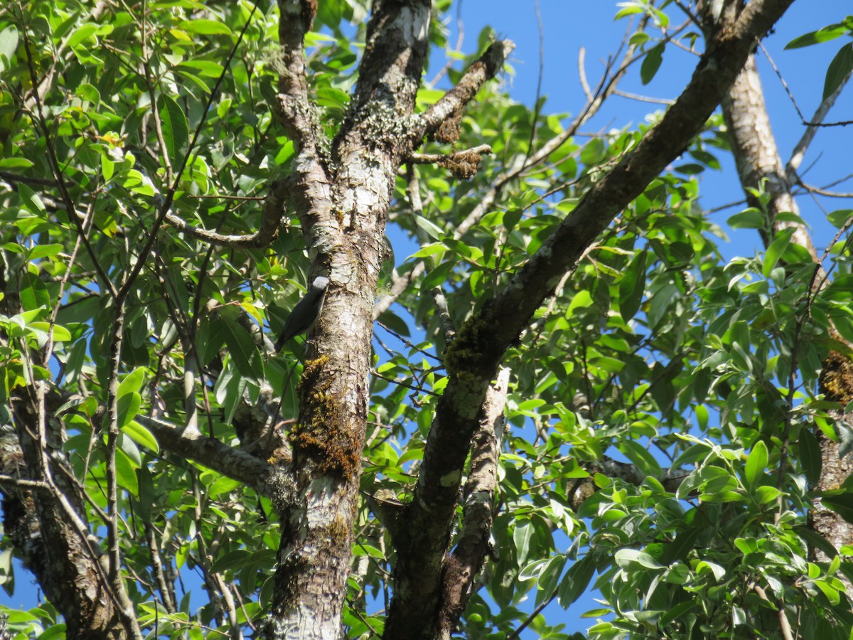 Chestnut-vented Nuthatch - ML210695651