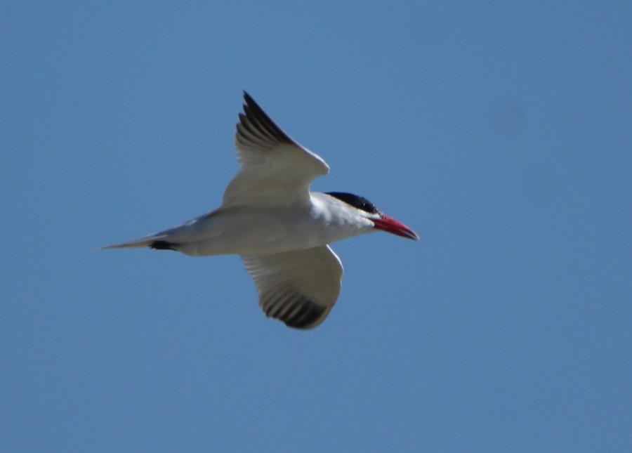 Caspian Tern - ML210695761