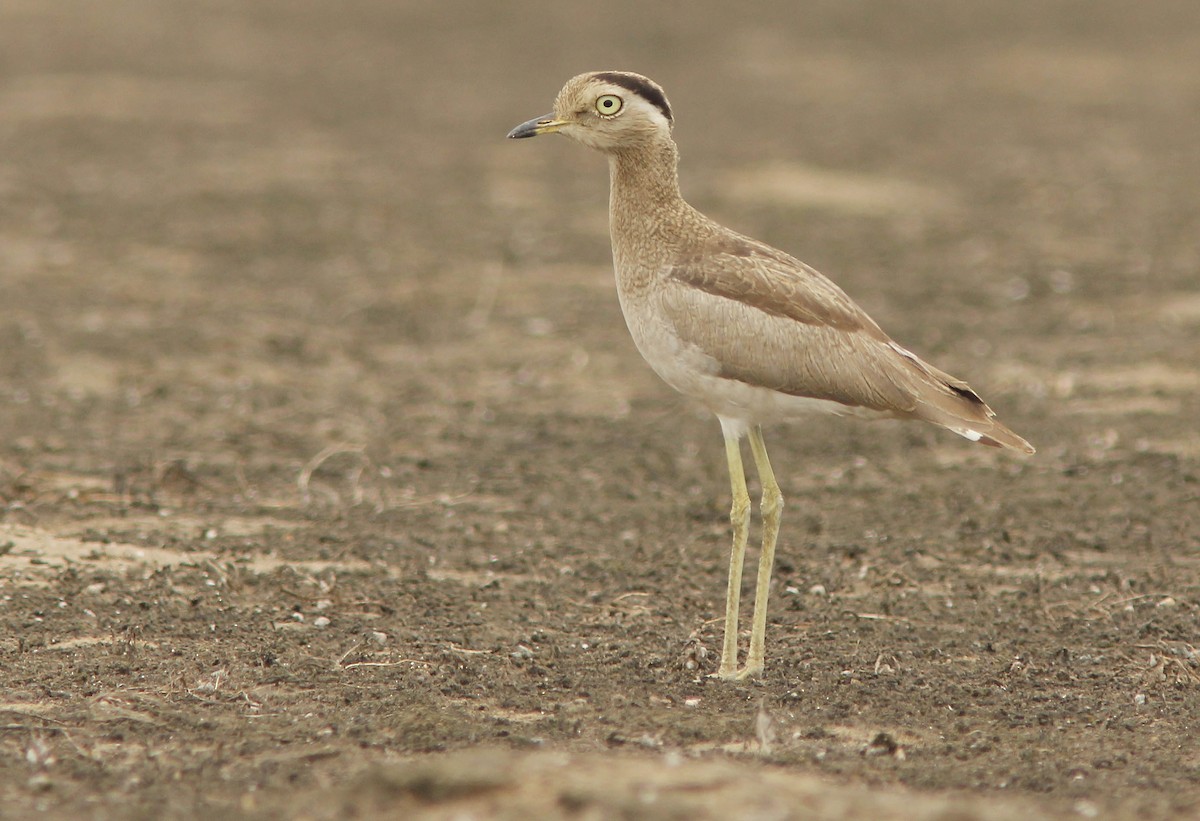 Peruvian Thick-knee - David Beadle