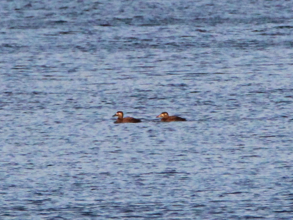Surf Scoter - ML21069661