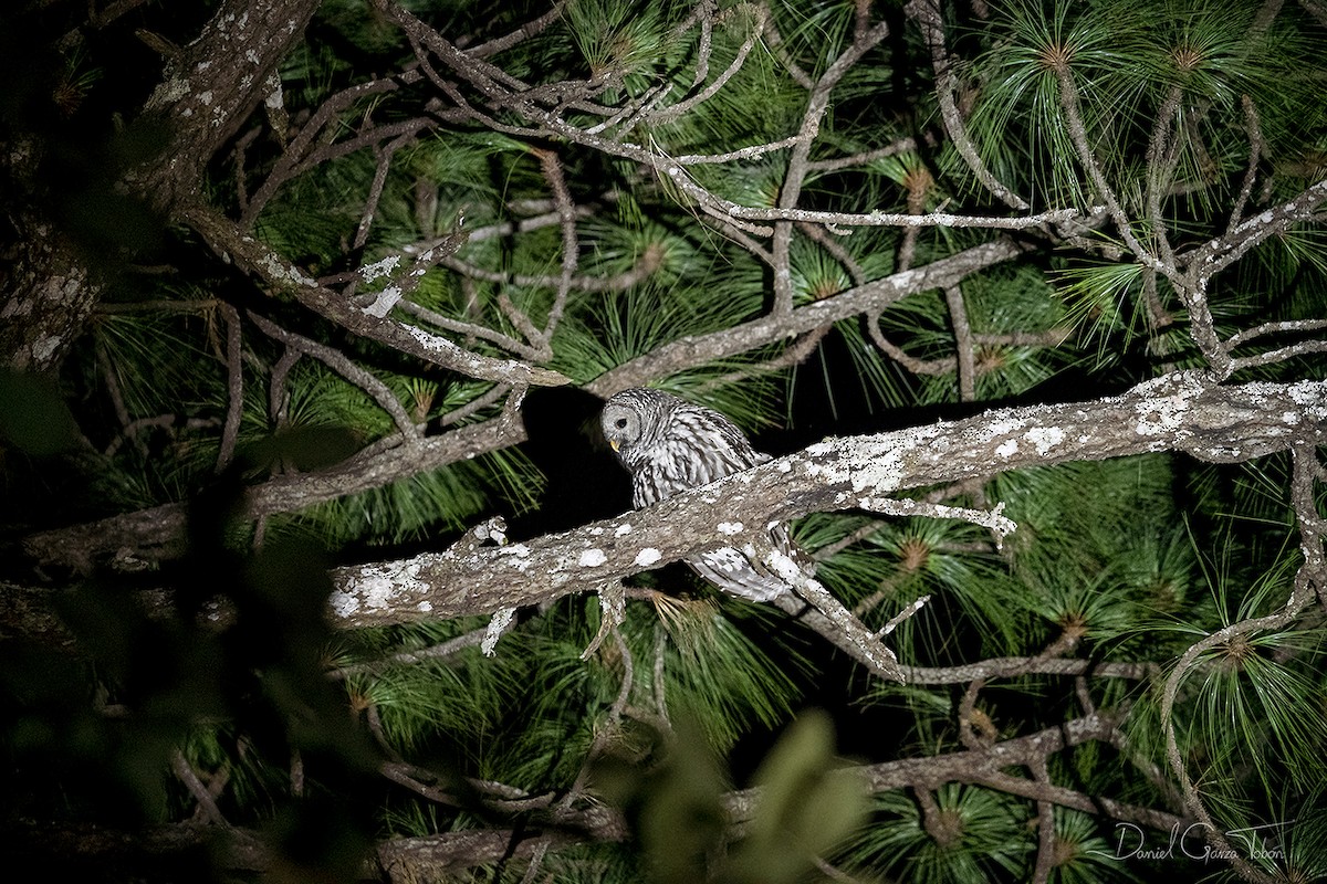 Cinereous Owl - Daniel Garza Tobón