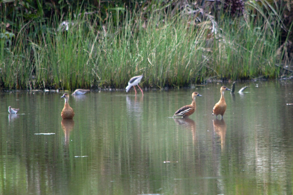 Wandering Whistling-Duck - ML210697131