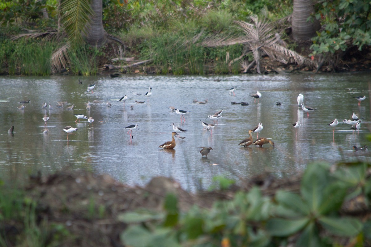 Black-winged Stilt - ML210697231