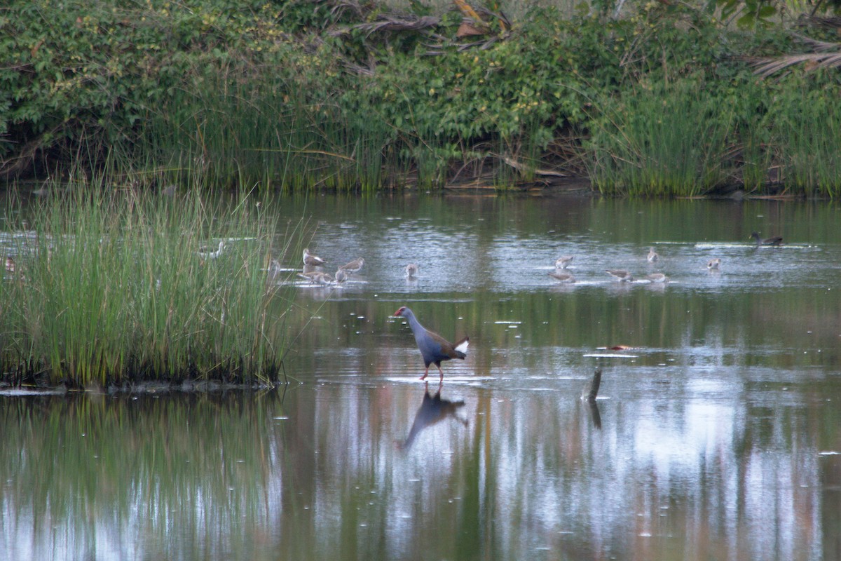 Philippine Swamphen - ML210697261