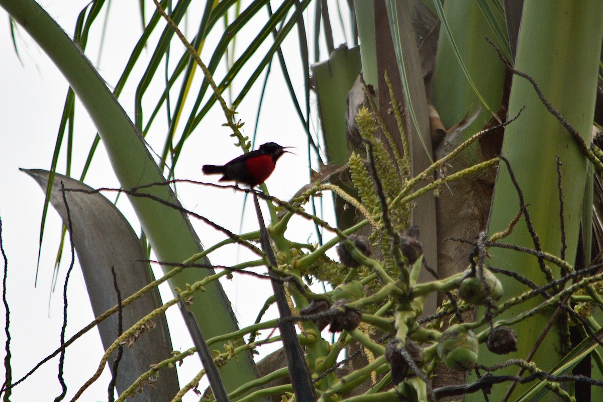 Purple-throated Sunbird - ML210697331