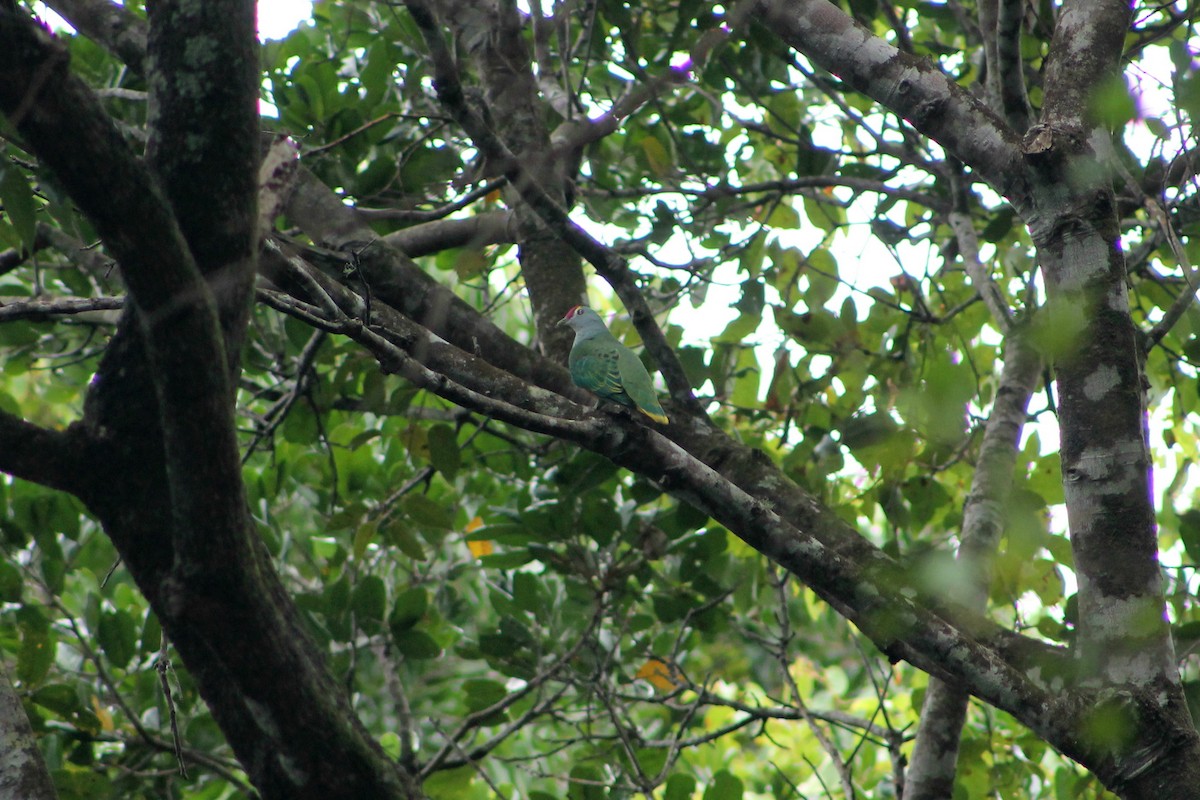 Rose-crowned Fruit-Dove - Sam Adams