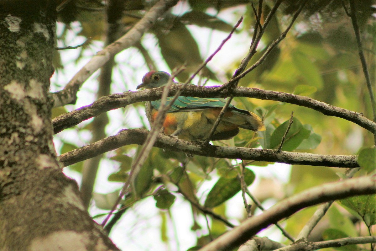 Rose-crowned Fruit-Dove - Sam Adams