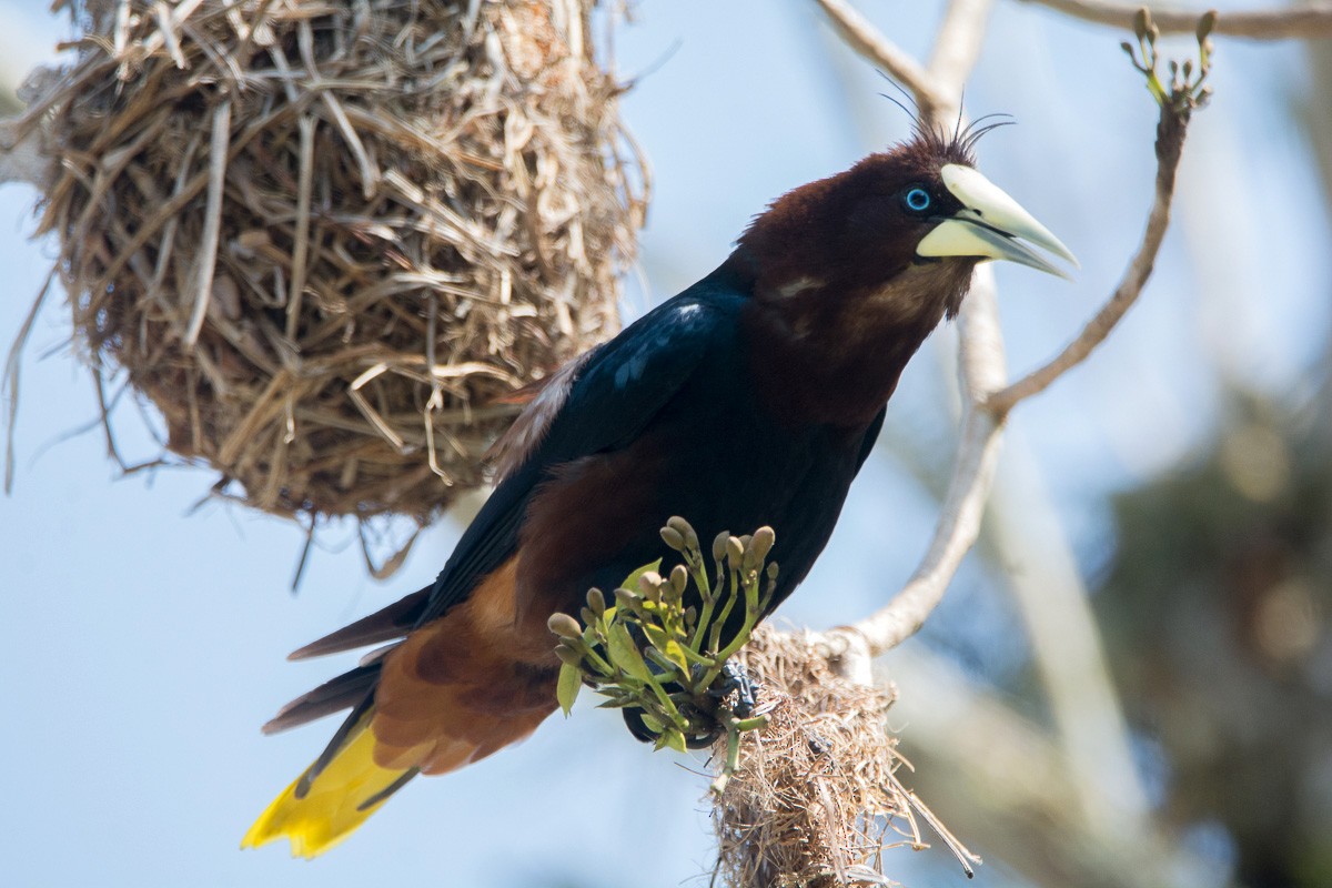 Chestnut-headed Oropendola - ML210704391