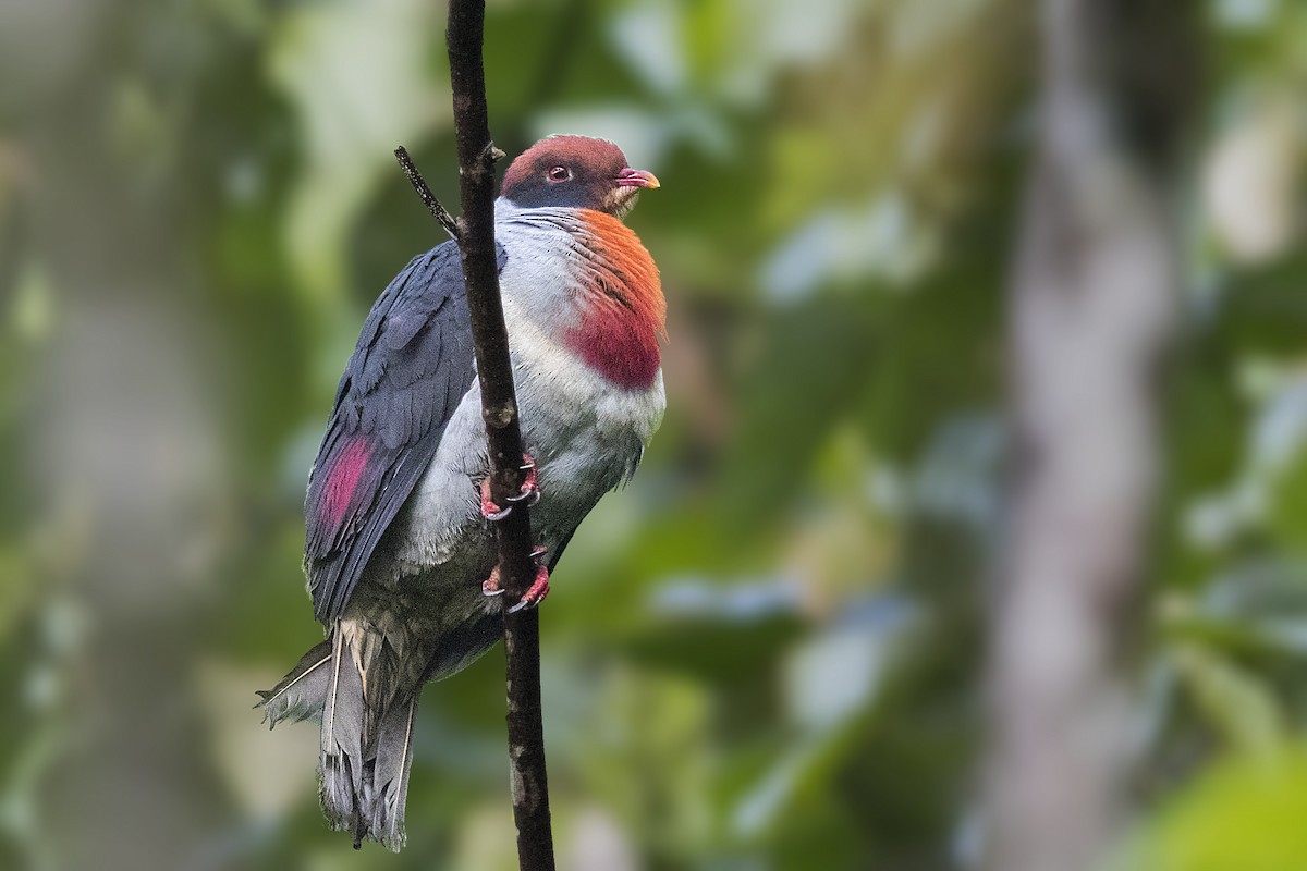 Flame-breasted Fruit-Dove - ML210704421