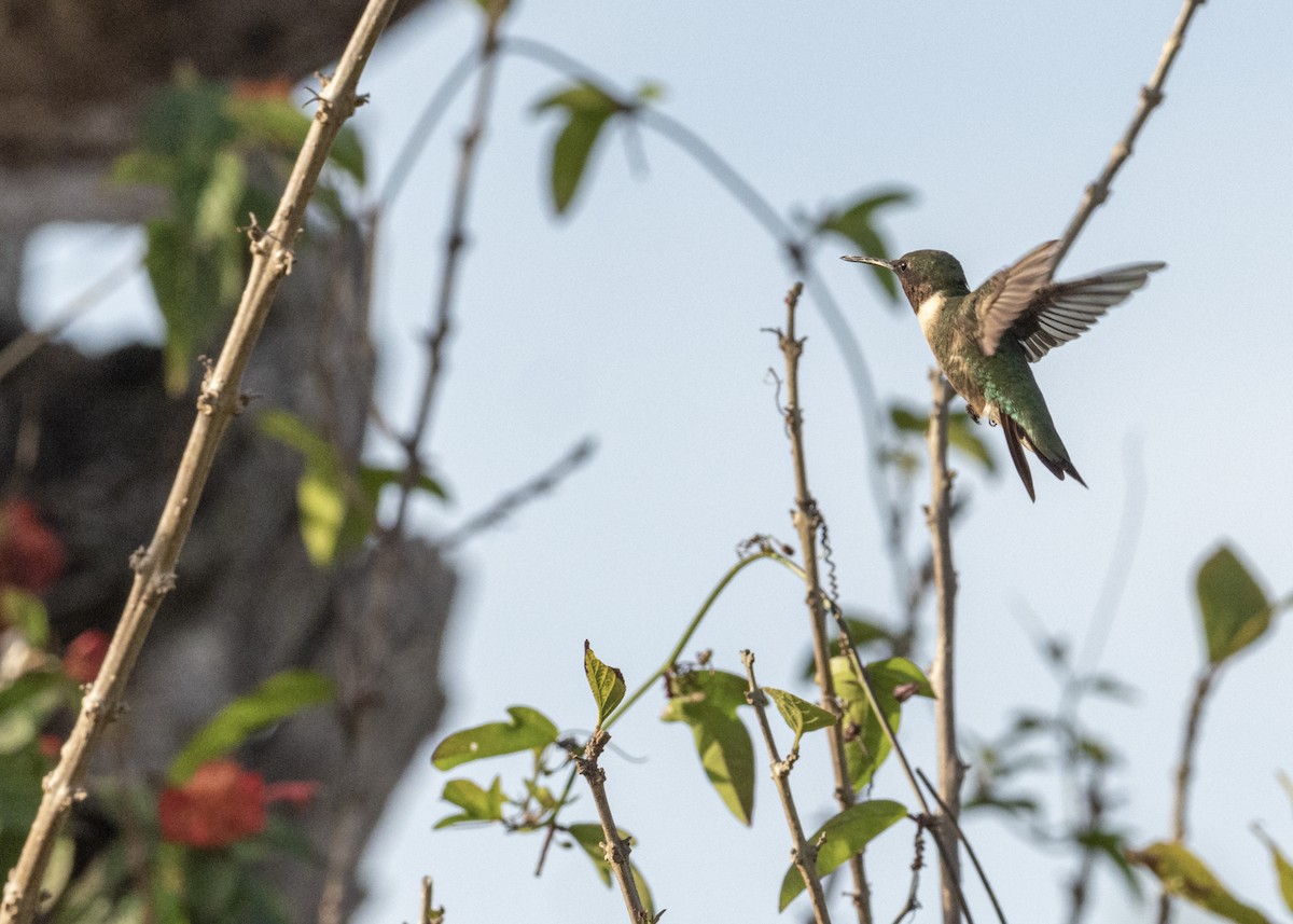 Black-chinned Hummingbird - Frances Meyerson