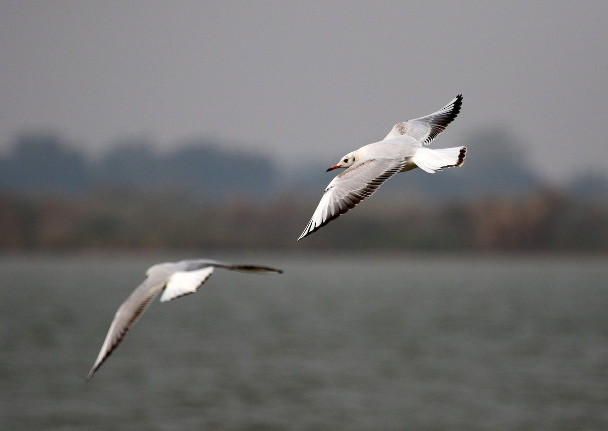 Black-headed Gull - ML210706431