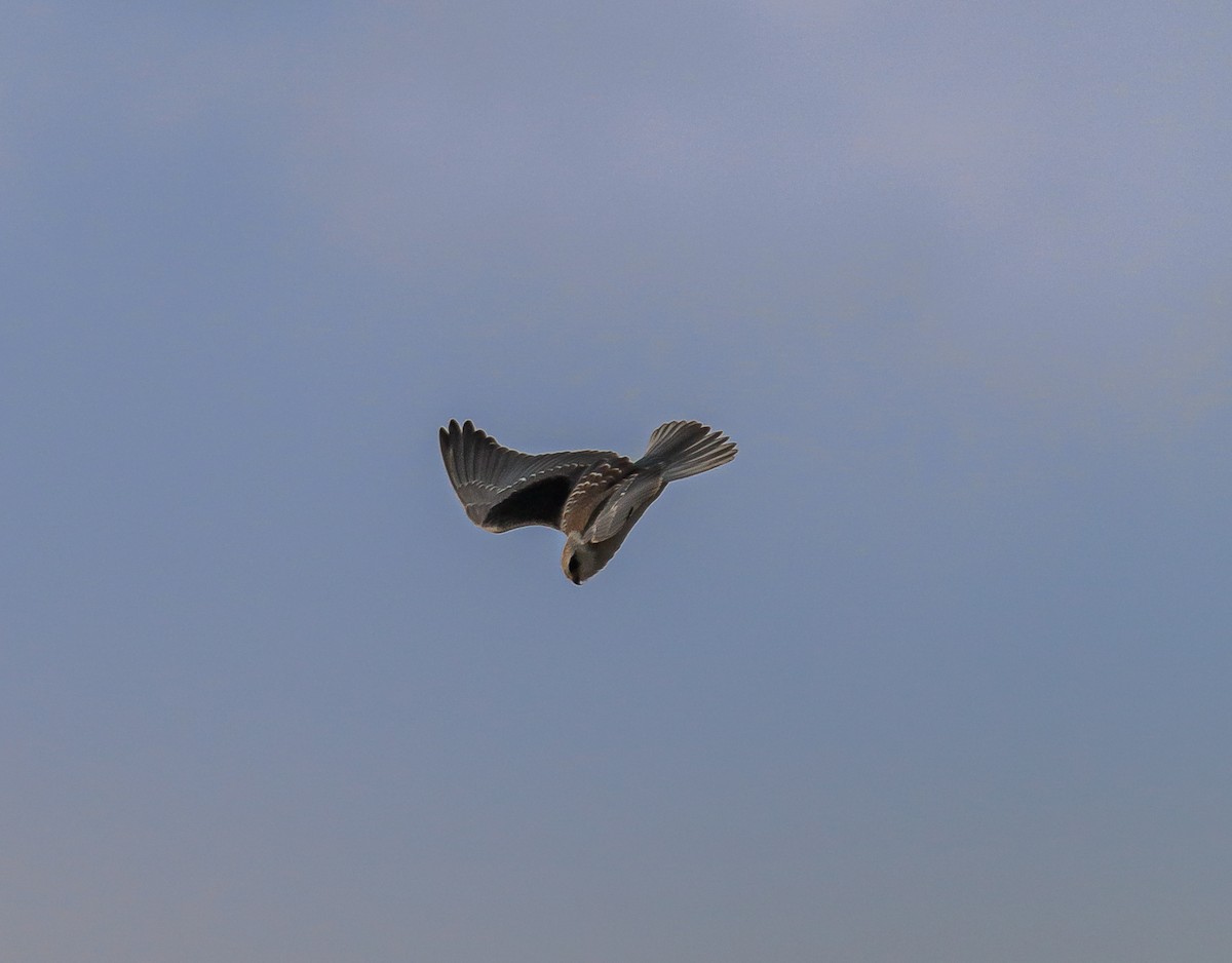 Black-winged Kite - Hari K Patibanda