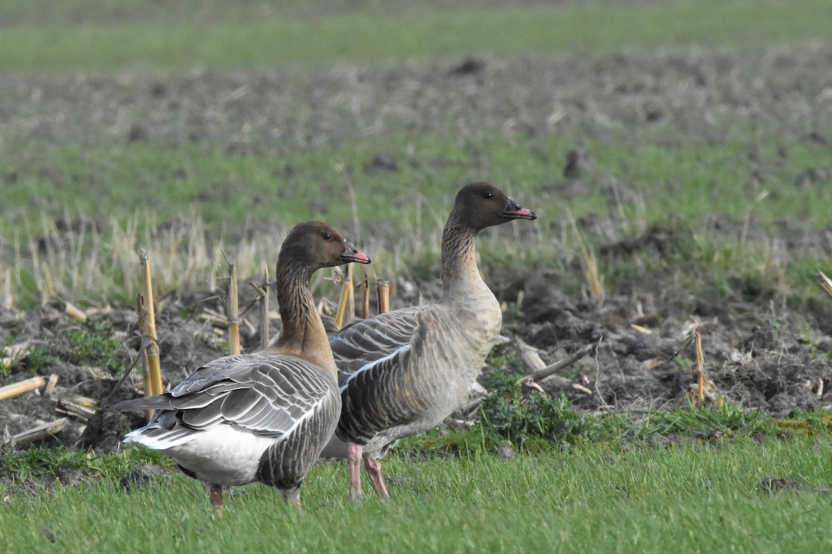 Pink-footed Goose - Jens De Bruycker