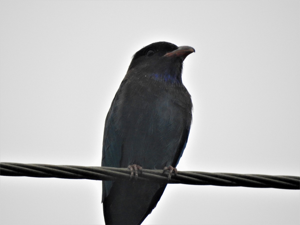 orientråke - ML210708621