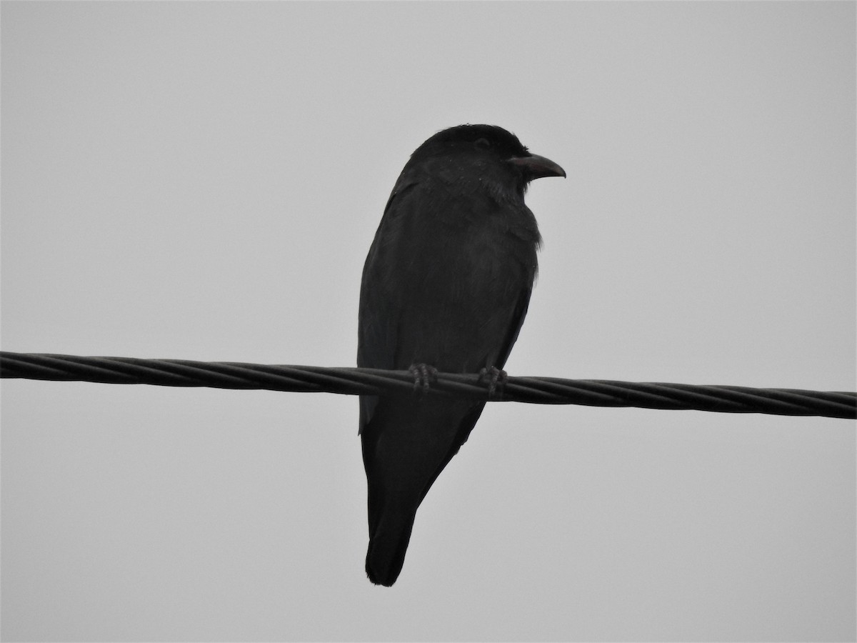 orientråke - ML210708631