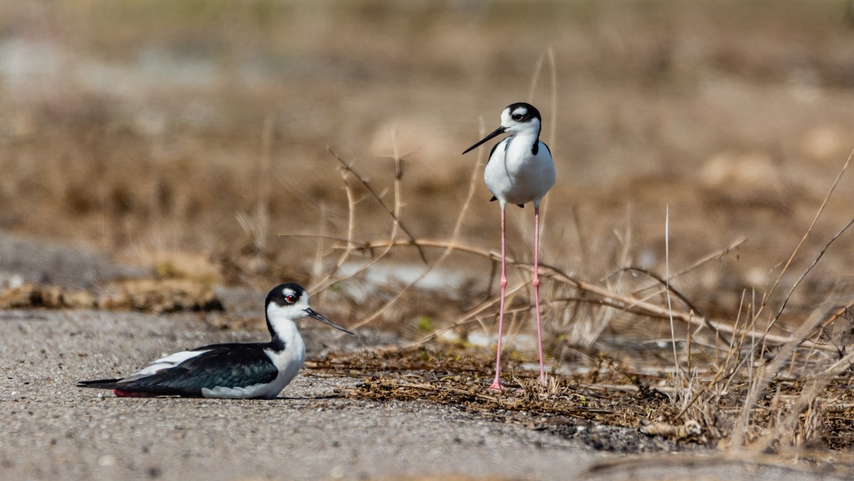 Black-necked Stilt - ML210708831