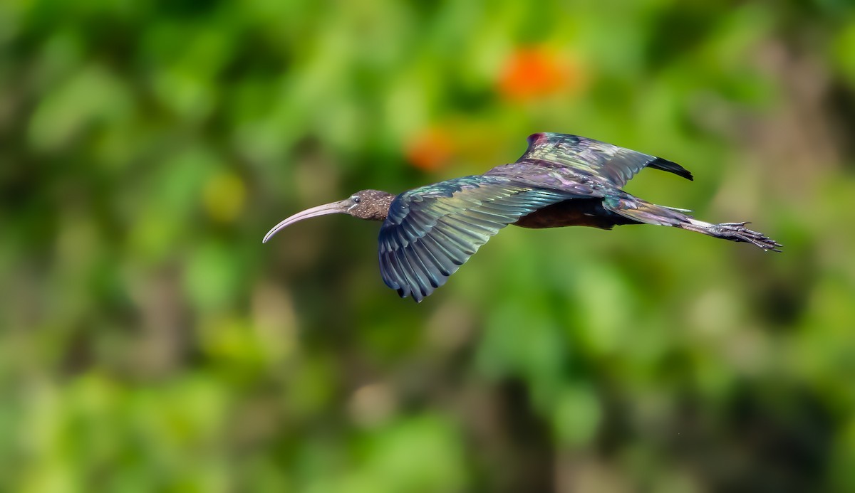 Glossy Ibis - ML210708931