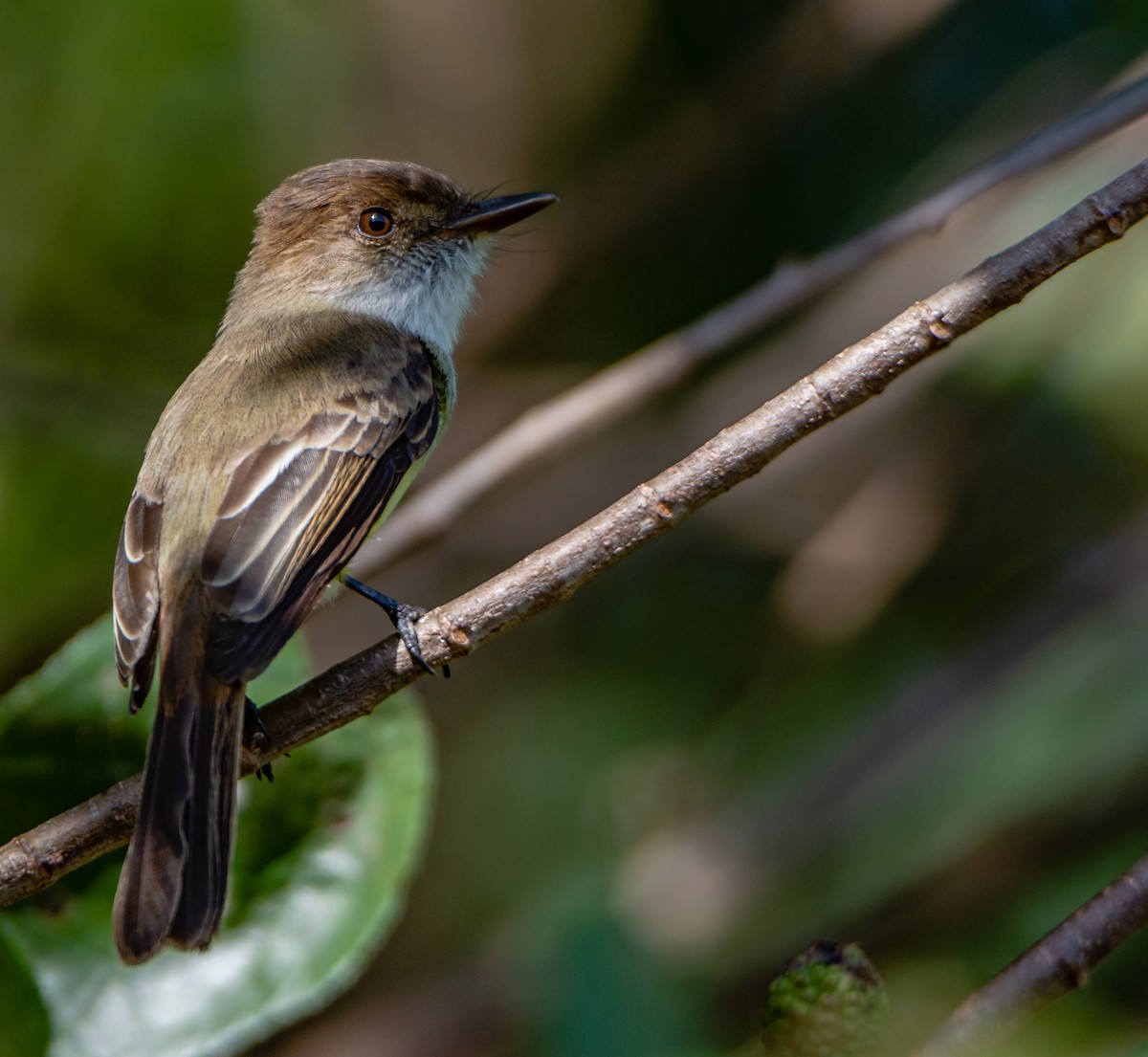 Sad Flycatcher - ML210708971