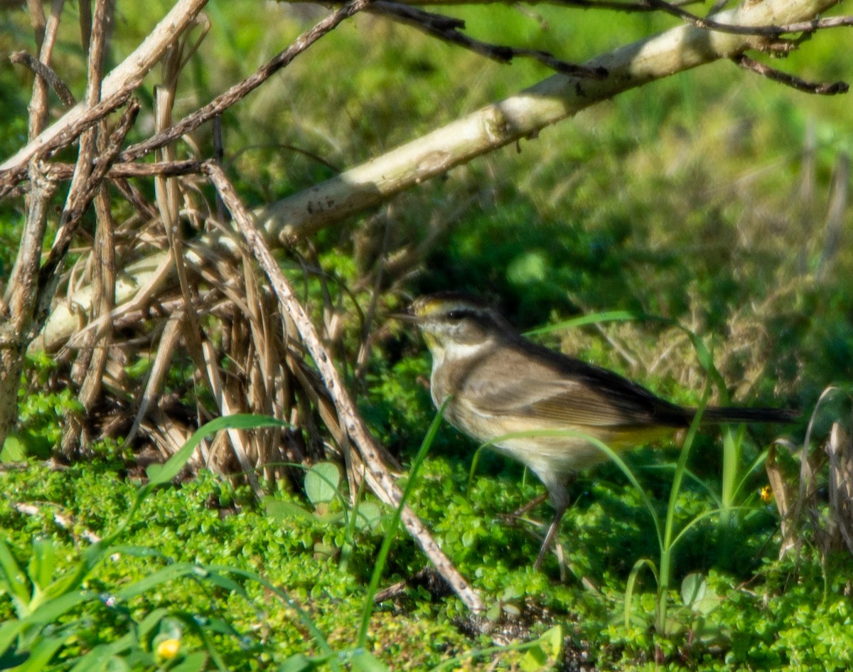 Palm Warbler - ML210708981