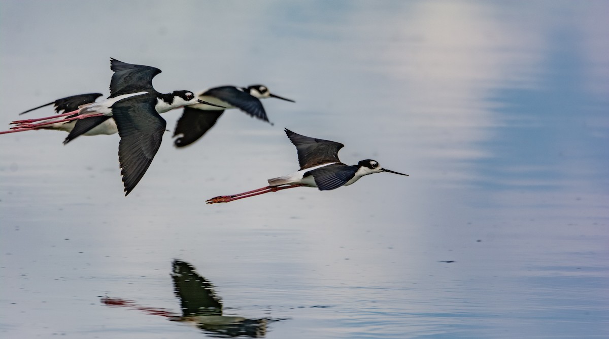 Black-necked Stilt - ML210709041