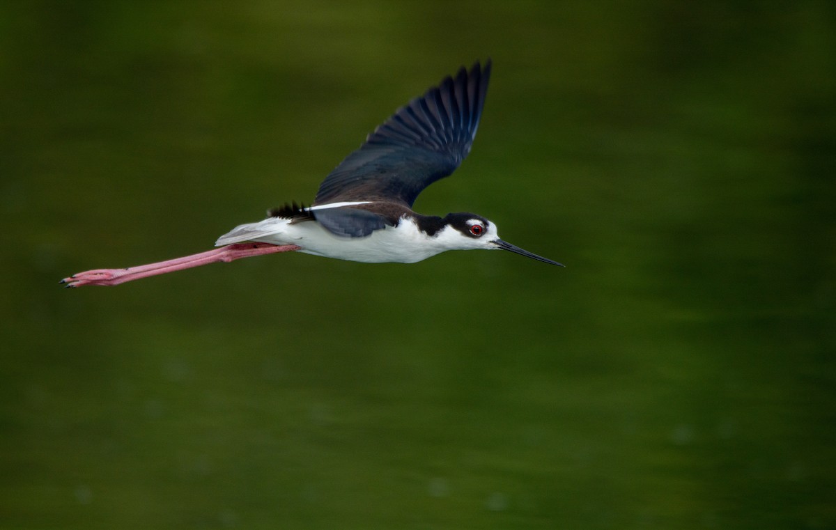 Black-necked Stilt - ML210709051