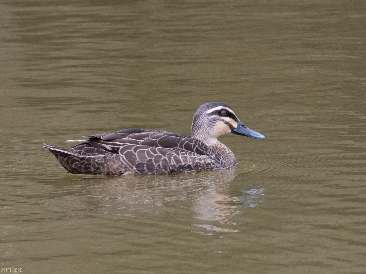 Pacific Black Duck - T I