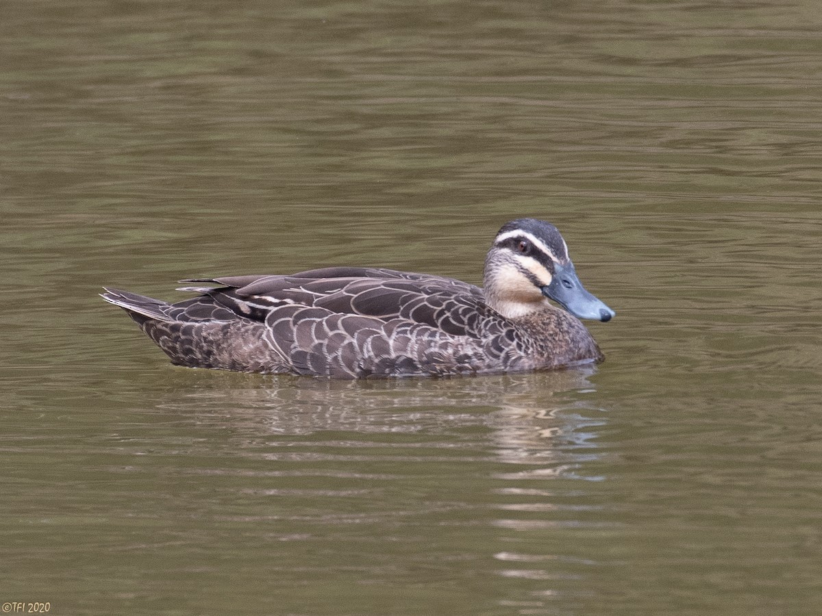 Pacific Black Duck - T I