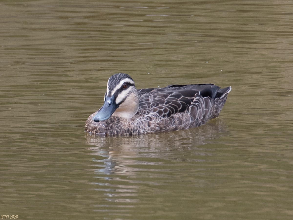 Pacific Black Duck - T I