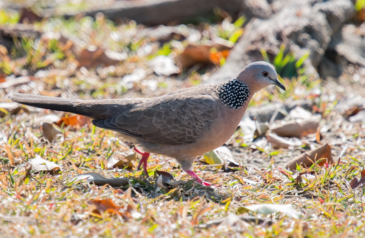 カノコバト - ML210712071