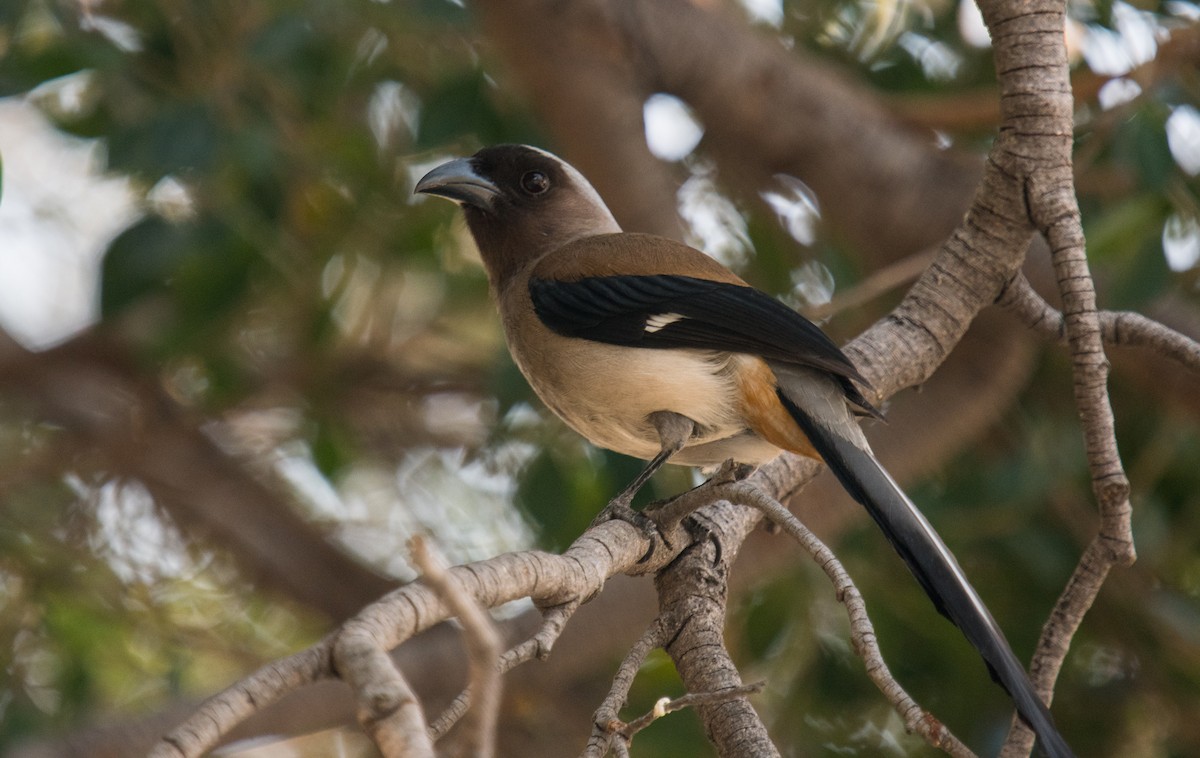 Gray Treepie - ML210712081