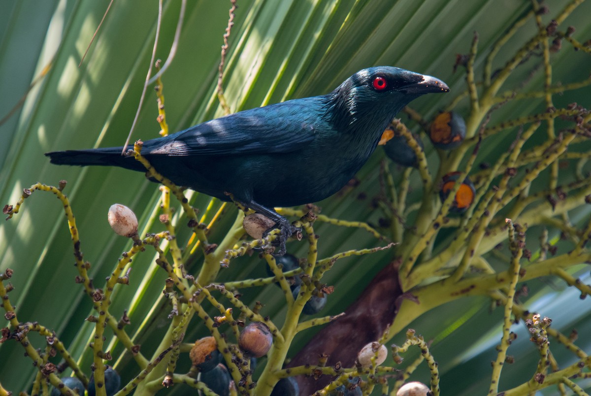 Asian Glossy Starling - Liu JYUN-FU