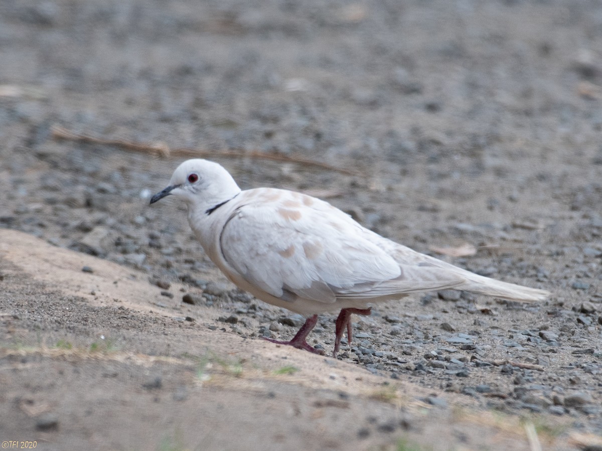 African Collared-Dove - ML210712461