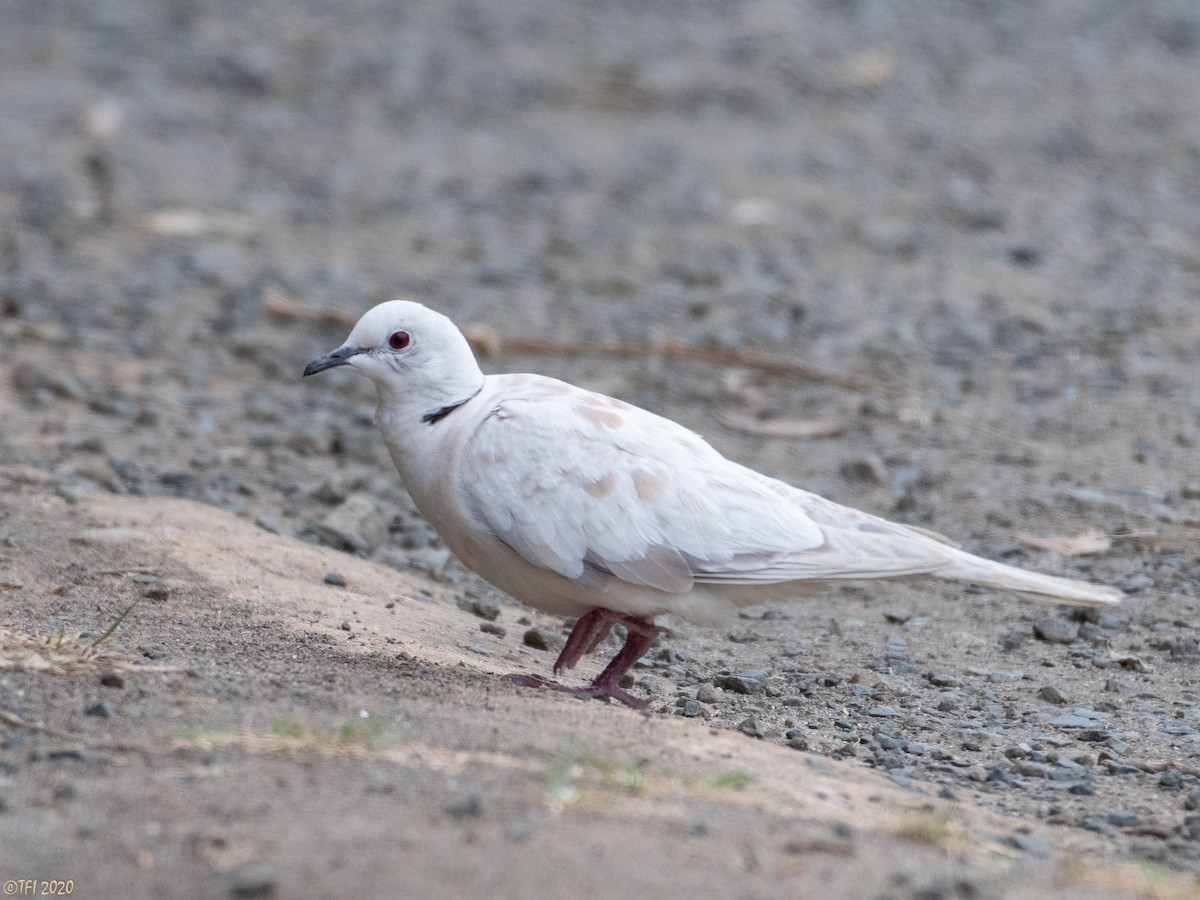 African Collared-Dove - ML210712471
